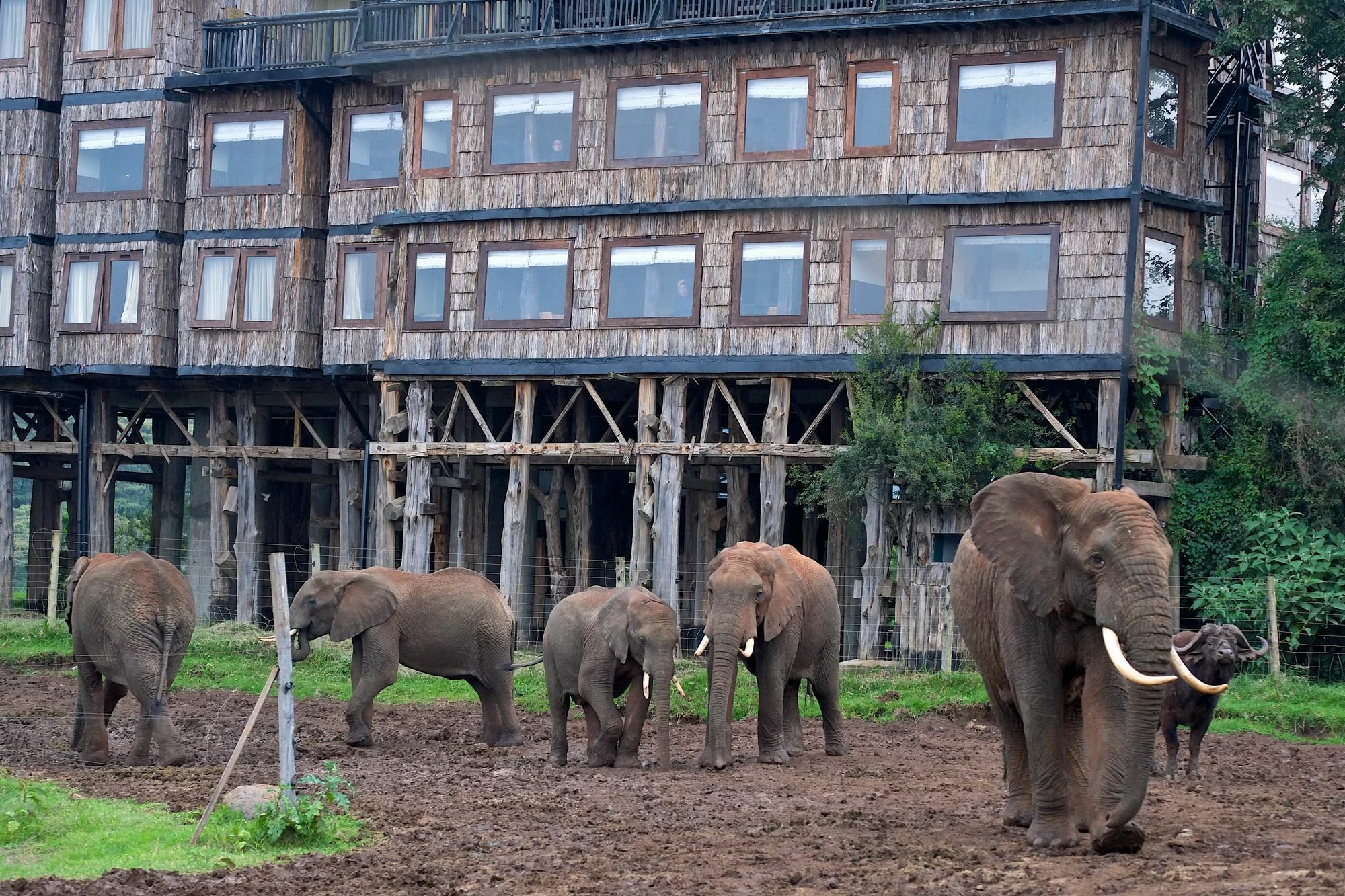 Treetops Mweiga Exteriér fotografie